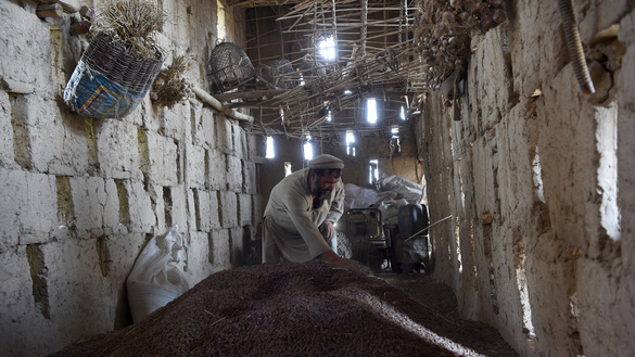 An Afghan farmer inspects raisins inside a drying room in Deh Sabz District of Kabul October 5. [Wakil Kohsar/AFP]