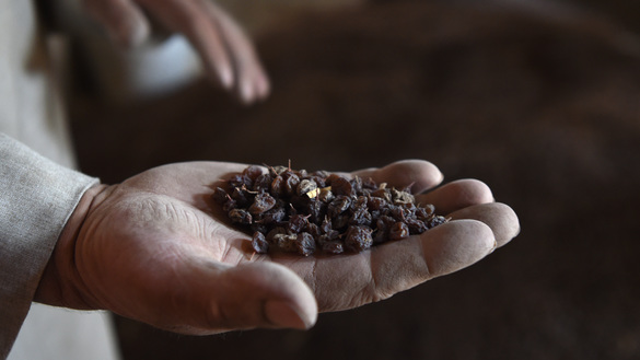 An Afghan farmer shows a handful of raisins inside a drying room in Deh Sabz District of Kabul October 5. [Wakil Kohsar/AFP]