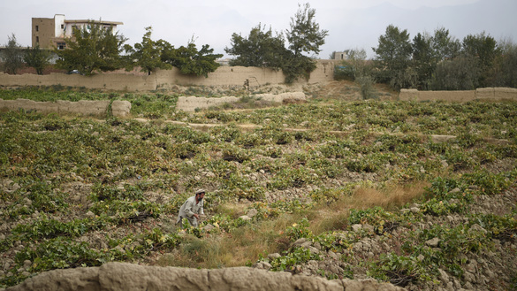 An Afghan farmer tends grapevines October 5 in Deh Sabz District of Kabul. Afghan farmers grow almost 100 varieties of grapes. [Wakil Kohsar/AFP]