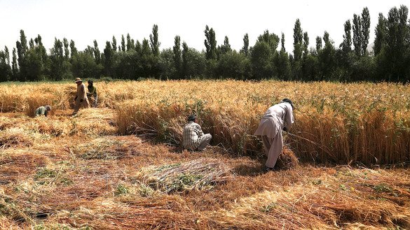 Farmers harvest wheat in Ghazni Province July 17. [Zakeria Hashimi/AFP]