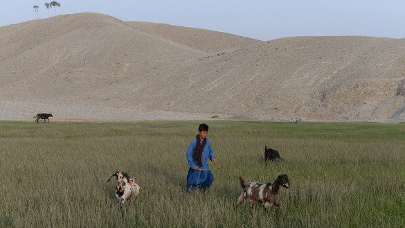 A young goatherd walks with his goats in Jalalabad July 12. [Noorullah Shirzada/AFP]