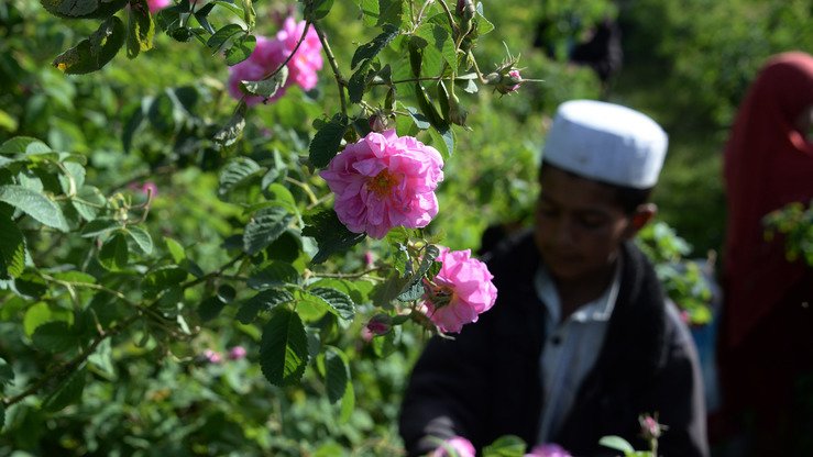 جلال اباد ښاروال: ونه او ګل وکرو، خو په سبا بيا نه ونه وي او نه ګل