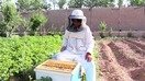 در این عکس گرفته شده از ویدئوی سلام تایمز غنچه گل کریمی بتاریخ ۱۵ قوس در ولسوالی انجیل ولایت هرات مصروف رسیدگی به زنبورهای اش در یک باغ در نزدیکی منزل اش است.