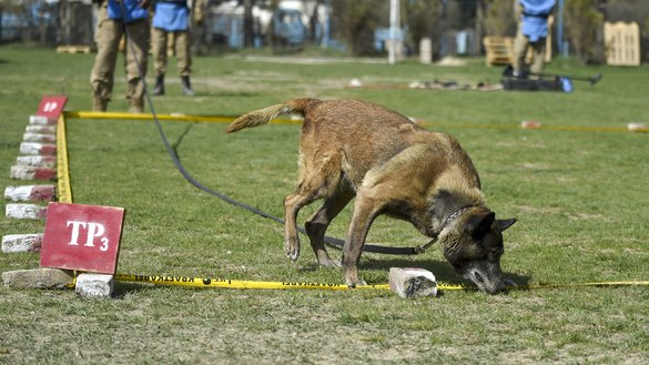 An explosive detection dog searches in a field as Afghan dog handlers keep watch during a practice session at the Mine Detection Centre in Kabul on April 7. [Wakil Kohsar/AFP]