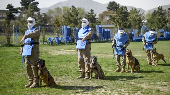 Afghan dog handlers stand as explosive detection dogs sit next to them during a practice session at the Mine Detection Centre in Kabul on April 7. [Wakil Kohsar/AFP]