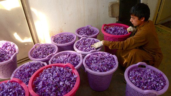 یک پسر افغان به تاریخ ۵ عقرب گل های زعفران را که در حومهء هرات چیده است، دسته می کند. [هوشنگ هاشمی/ خبرگزاری فرانسه]