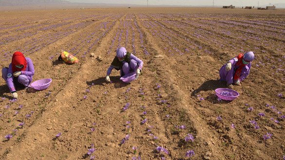 زنان افغان به تاریخ ۵ عقرب در حومهء هرات مصروف برداشت محصول زعفران استند. [هوشنگ هاشمی/ خبرگزاری فرانسه]