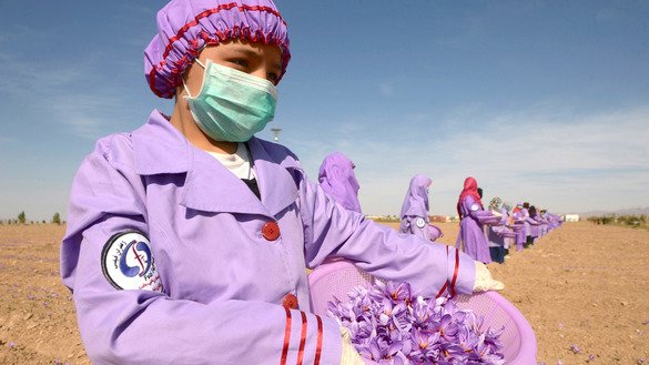 یک زن افغان به تاریخ ۵ عقرب در حومهء هرات سبد حاوی گل های زعفران چیده شده را به دست گرفته است. [هوشنگ هاشمی/ خبرگزاری فرانسه]