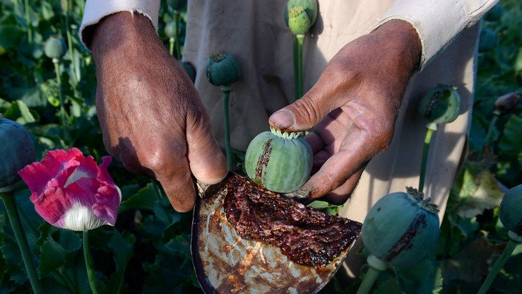 Opium eradication efforts double in the face of record production