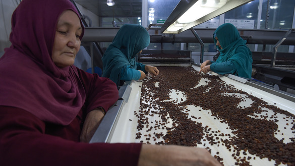 زنان افغان بتاریخ ۱ عقرب در یک فابریکه تولید کشمش در خارج کابل مصروف کار استند. [شاه مری/خبرگزاری فرانسه]