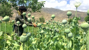 کمپاین ریشه کنی کوکنار به هدف از بین بردن منابع تامین مالی طالبان آغاز شد