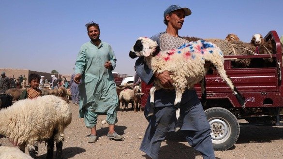 بتاریخ ۲۸ اسد، یک مرد در هرات گوسفندی را که برای قربان کردن در عید قربان خریده است، حمل می کند. [نصیر صالحی]