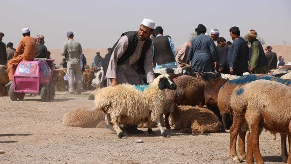بتاریخ ۲۸ اسد، باشنده های هرات جمع شده اند تا برای جشن آینده گوسفند انتخاب کنند. [نصیر صالحی]