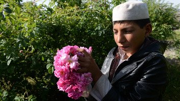 زارعین افغان با انتخاب گل‌گلاب به جای کوکنار شمیم خوش موفقیت را می بویند