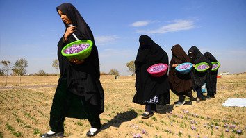 Saffron production set to exceed expectations in Afghanistan