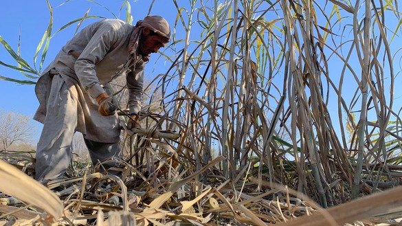 A farmer harvests sugar cane for gora production in Kama District, Nangarhar Province, December 26. [Khalid Zerai]