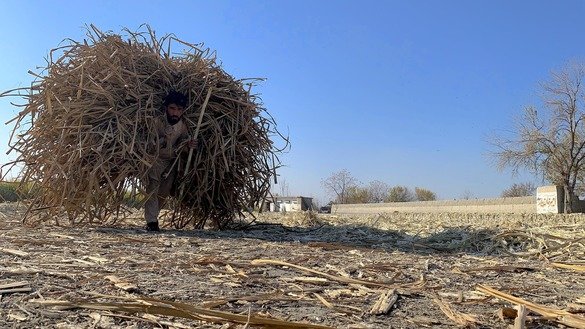 A farmer carries stalks of sugar cane after harvest in Kama District, Nangarhar Province, December 26. [Khalid Zerai]