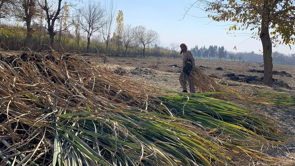 A farmer prepares to cultivate sugar cane cuttings for planting on other fields in Kama District, Nangarhar Province, December 26. [Khalid Zerai]