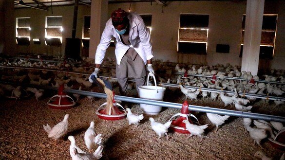Illegal dumping of Iranian chicken products cripples Afghan poultry farmers