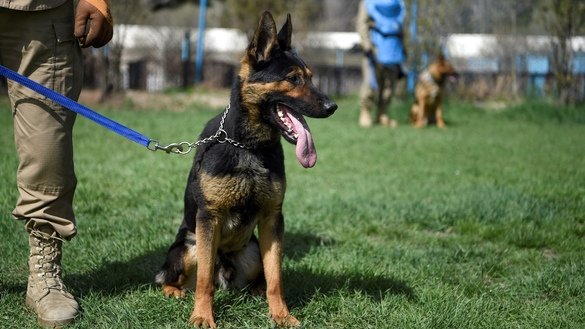 An explosive detection dog is kept on leash during a practice session at the Mine Detection Centre in Kabul on April 7. [Wakil Kohsar/AFP]