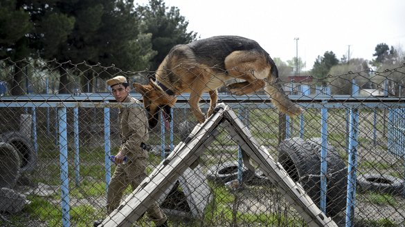 An explosive detection dog goes over an obstacle during a practice session at the Mine Detection Centre in Kabul on April 7. [Wakil Kohsar/AFP]