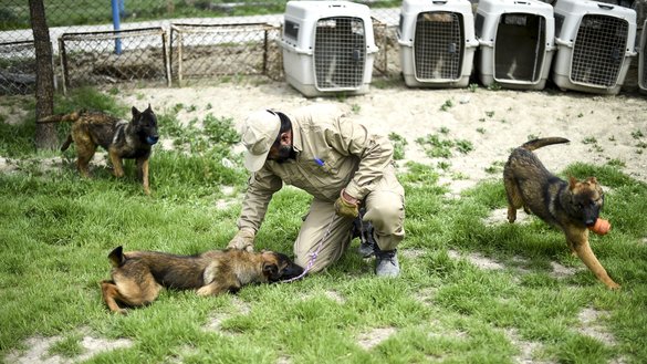 An Afghan dog handler trains young explosive detection dogs during a practice session at the Mine Detection Centre in Kabul on April 7. [Wakil Kohsar/AFP]