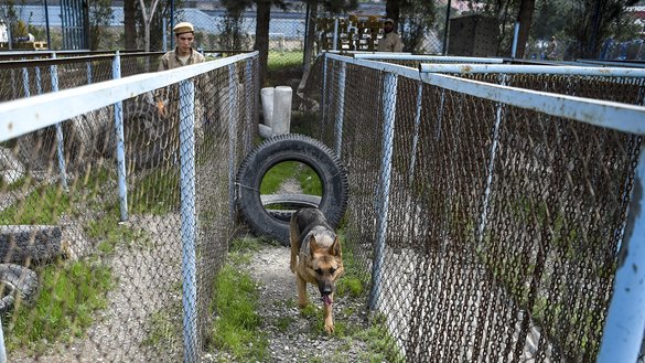 An explosive detection dog goes through an obstacle course during a practice session at the Mine Detection Centre in Kabul on April 7. [Wakil Kohsar/AFP]