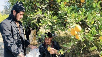 د بټي کوټ د مالټو د باغونو حاصلات له طالبانو څخه له ازادولو وروسته ډېر زیات شول