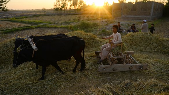 In this photo taken last October 15, farmers use oxen to plough wheat on the outskirts of Herat. [Hoshang Hashimi/AFP]