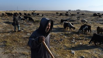خشکسالی شدید شبانان افغان را وادار به انجام اقدامات ناامیدکننده می کند