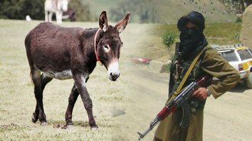 Afghans mock Taliban for executing ‘infidel’ donkeys in Ghor