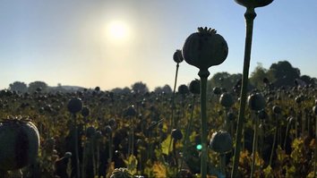کشت کوکنار امسال تاکنون کاهش چشمگیری در ننگرهار داشته است