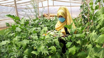 پروژه باغداری تحت حمایت حکومت برای هزاران زن در بلخ فرصت کاری ایجاد کرد