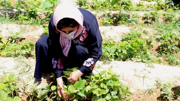 یک زن در میمنه مرکز ولایت فاریاب در سبزخانه خود به تاریخ ۲۰ جوزا حاصلات توت زمینی را بر می دارد. [ریاست زراعت، آبیاری و مالداری فاریاب]