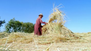 Taliban thugs begin semi-annual extortion of Afghan farmers