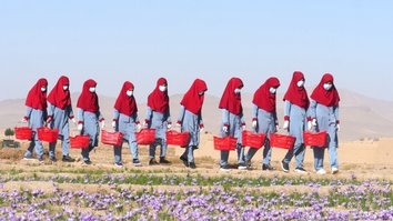 زنان افغان با کارکردن در مزارع زعفران هرات به مبارزه خود ادامه می دهند