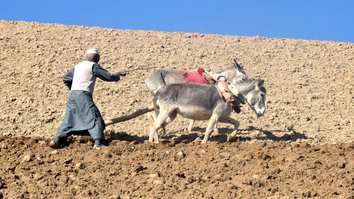 Hope after drought for Badghis farmers, yet challenges remain