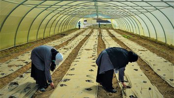 Iraqi farmers replant after ISIS with help from USAID and partners