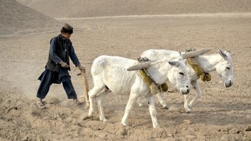 خشکسالی باعث خشک شدن منابع عایداتی زارعین در کندز و سرپل گردیده است