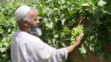 د سلما بند له برکته په هرات کې د انګورو حاصلات زیات شوي دي