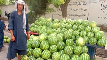 Kunduz farmers choose watermelon over poppies, see higher profits this year