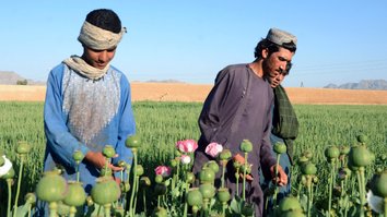 ملګري ملتونه: د قېمتونو په لوړېدلو سره په افغانستان کې د کوکنارو کرنه زیاته شوې ده