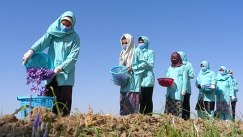 د زعفرانو ټولول په هرات کې ښځو ته ارام او کاري فرصتونه برابروي