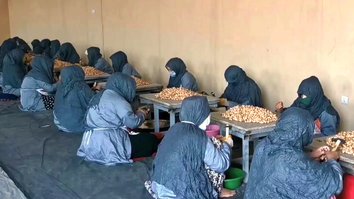 Samangan women find short-term work cracking almonds