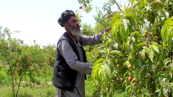 حاصلات باغ های میوه که با کمک مالی یو اس ای آی دی در هلمند ساخته شده، بیش از ۷۰٪ افزایش یافته است