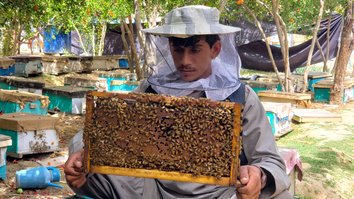 پروژه زنبورداری دبلیو اف پی به کاهش فقر در قندهار کمک می کند