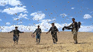 Afghan farmers struggle to battle locust invasion in north