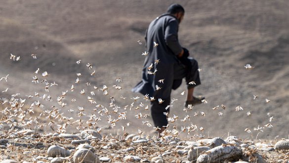A farmer tries to step on locusts near a wheat field during a locust swarm in the Kandali area of Sholgara district, Balkh province, on June 4. [Wakil Kohsar/AFP]