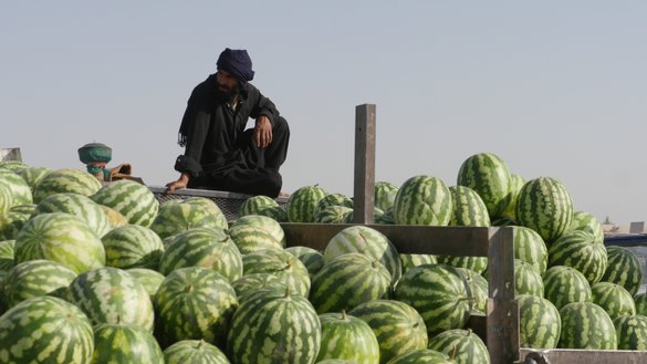 یک کشاورز با حاصلات تربوز خود در فراه به تاریخ ۳۰ جوزا به تصویر کشیده شده است. [عمران/سلام تایمز]