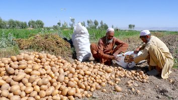 کشاورزان هرات به عوض خشخاش به کشت کچالو روی آورده است